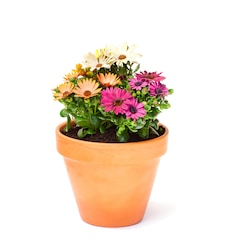 Flower pot